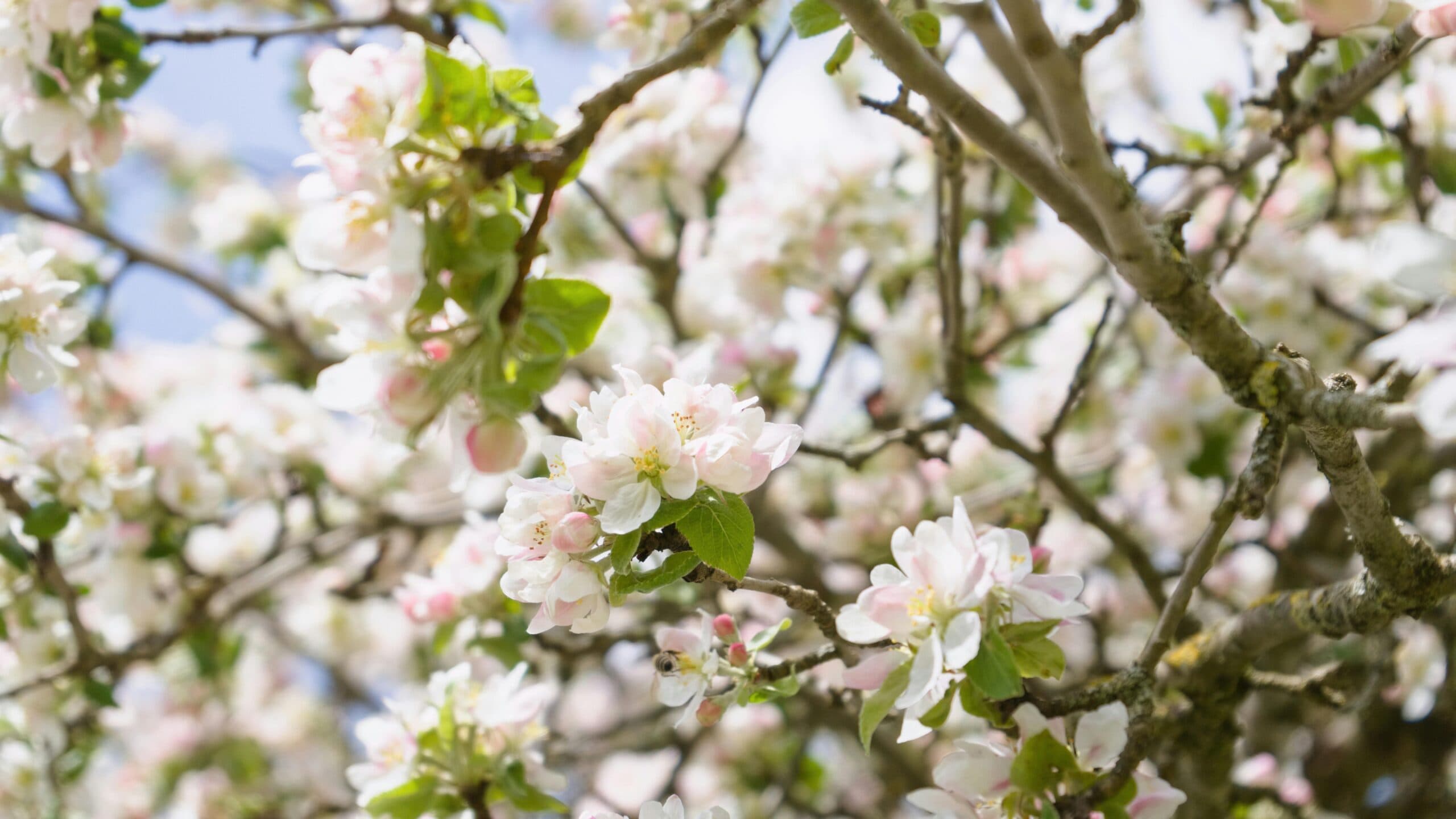 Frugttræ- og buskebeskæring - billede 5