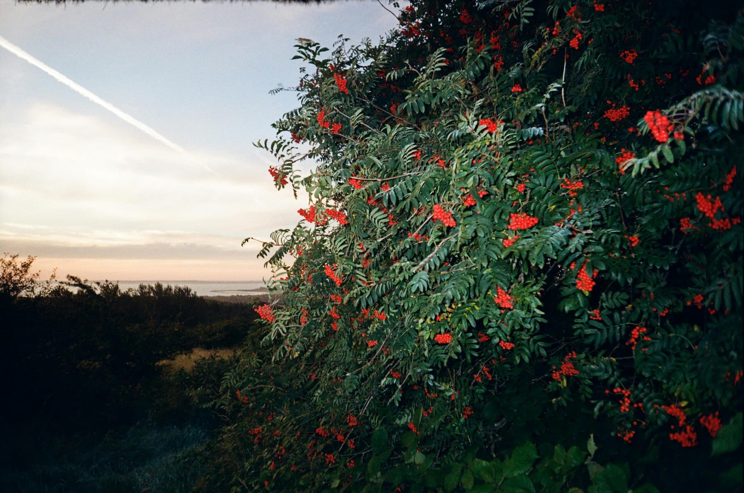 Gemüse und Pflanzen - billede 7