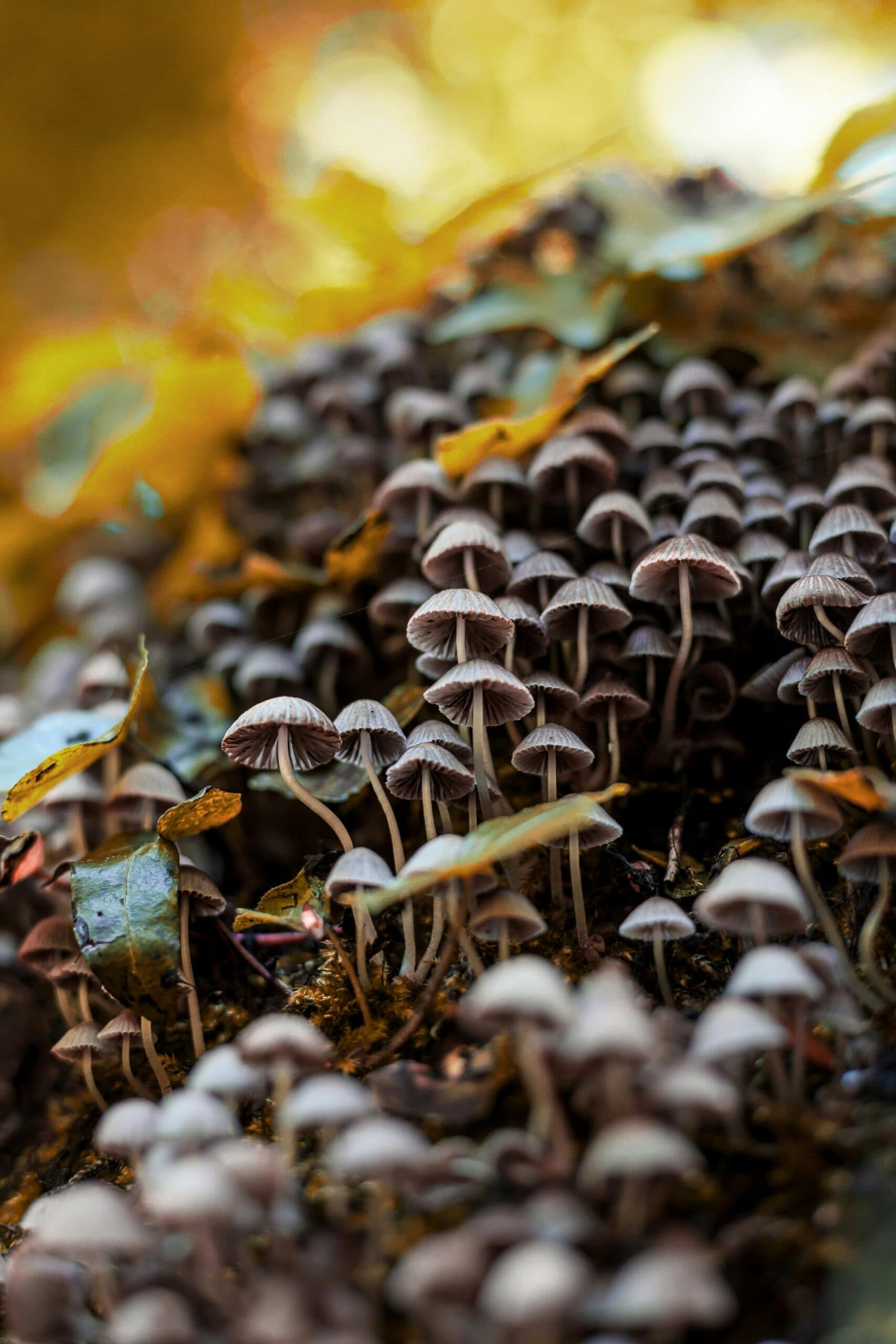 leben im garten - billede 7