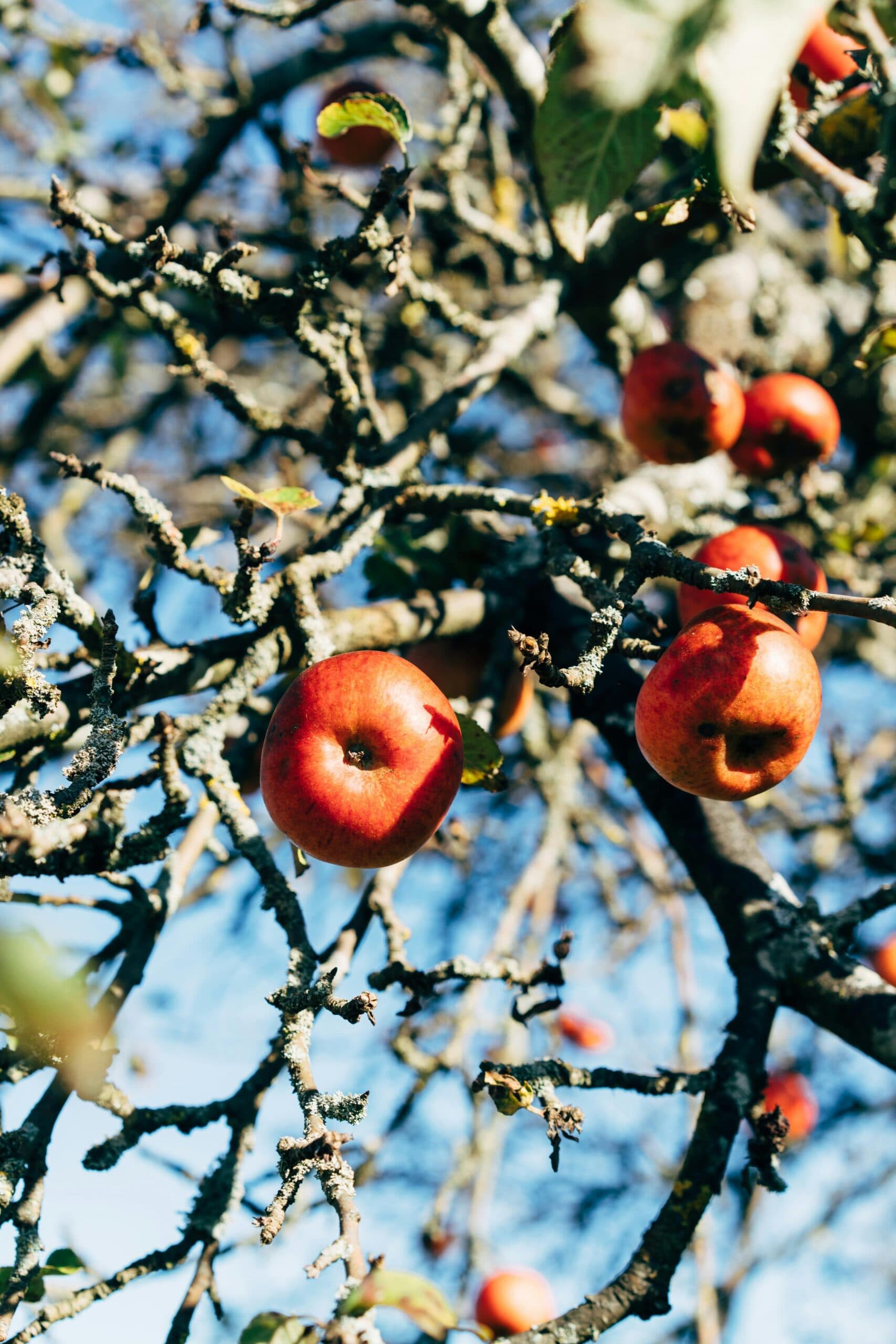 Frugttræ- og buskebeskæring - 6