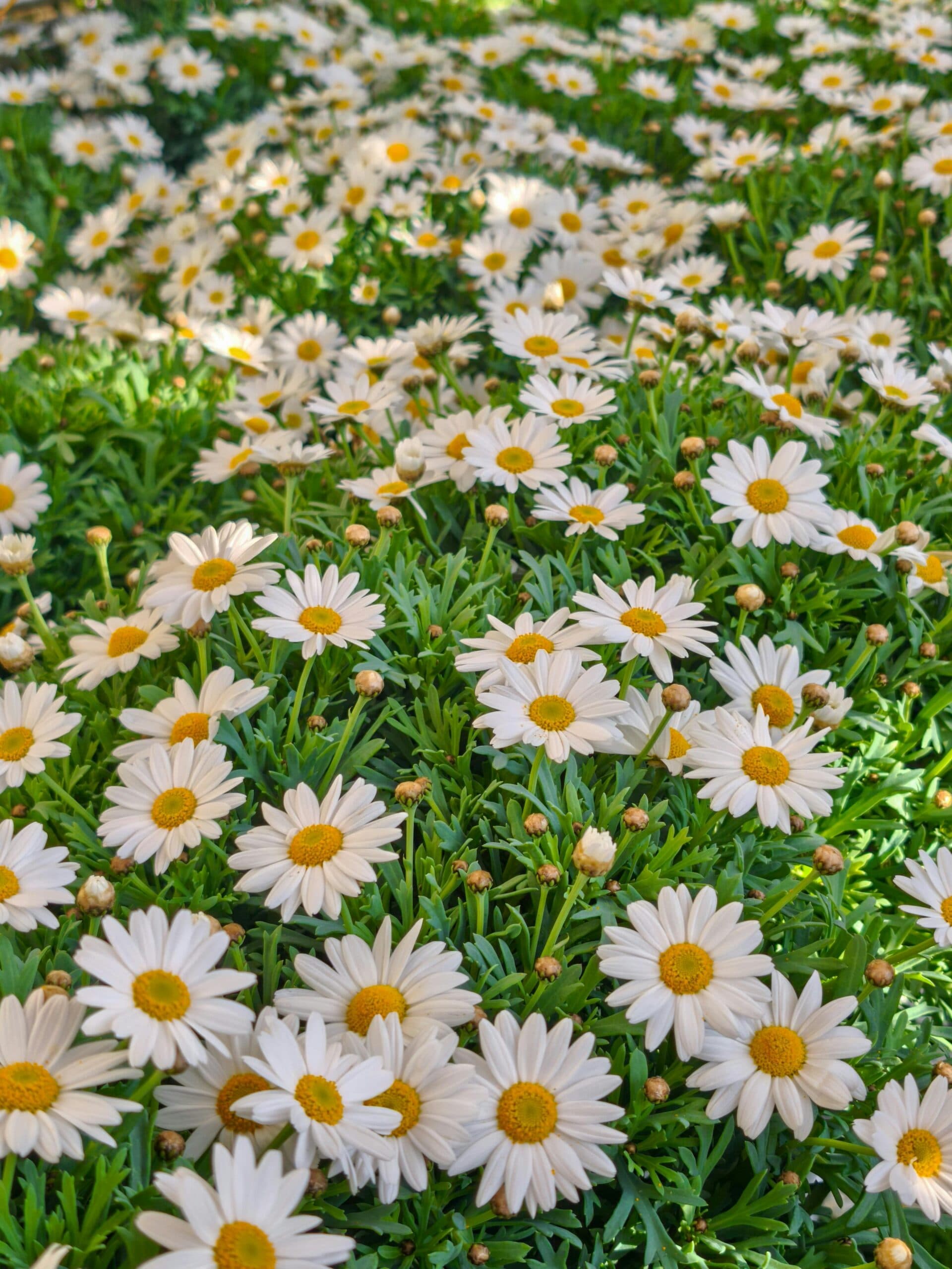 Grøntsager og planter - 8