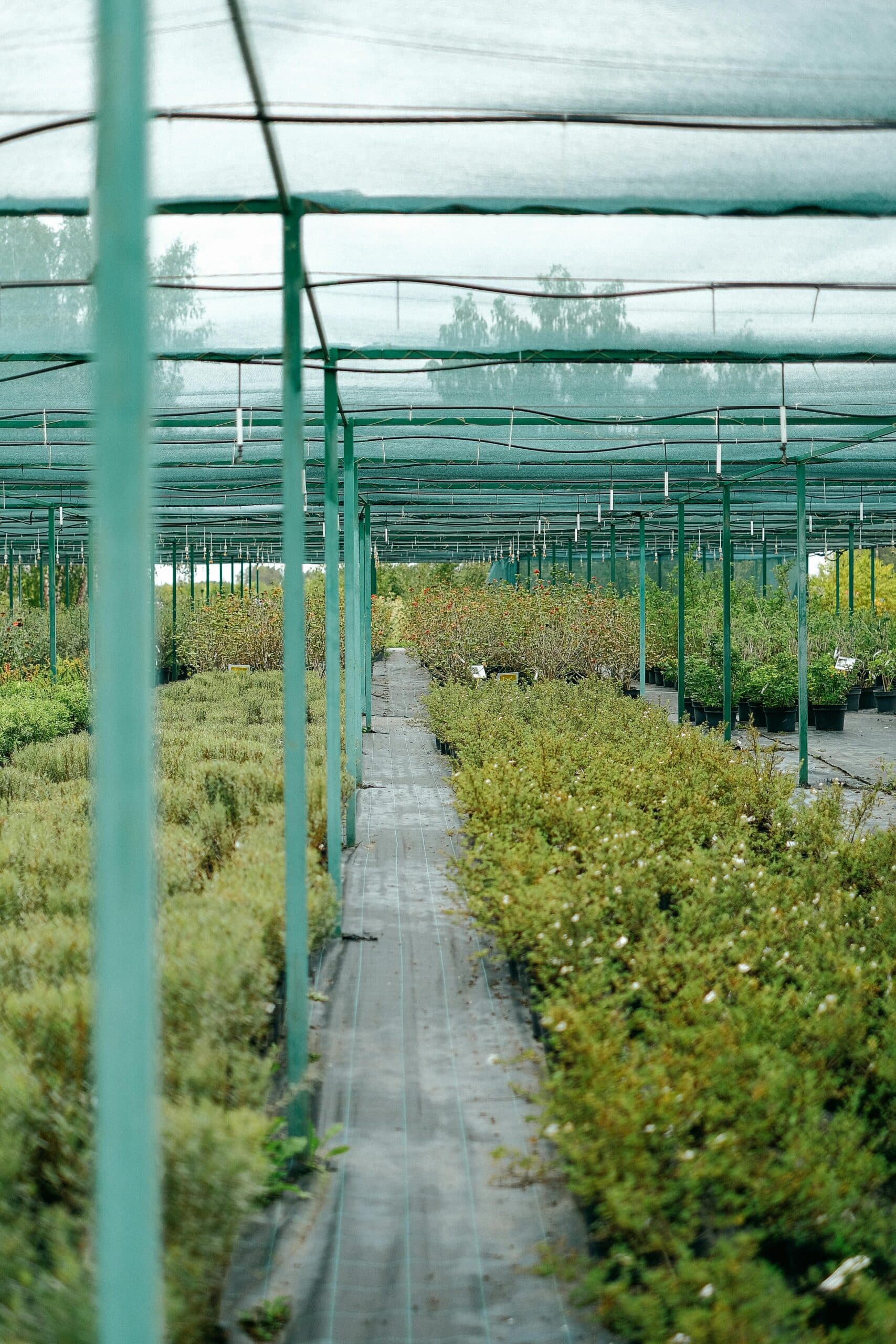 Grøntsager og planter